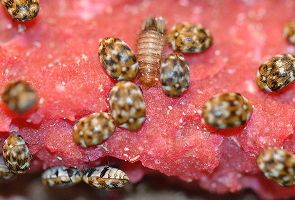 Escarabajos de alfombra