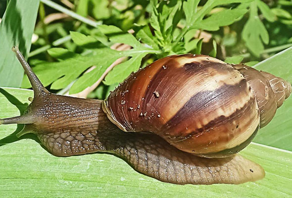 Control de plagas de Caracol gigante africano