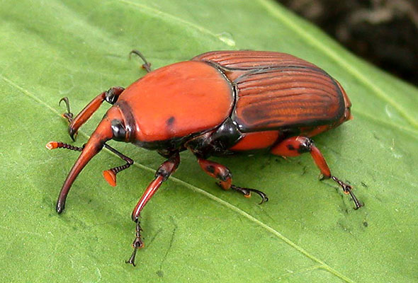 Picudo rojo