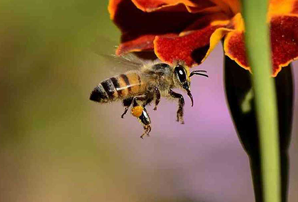 Abejas Zaragoza