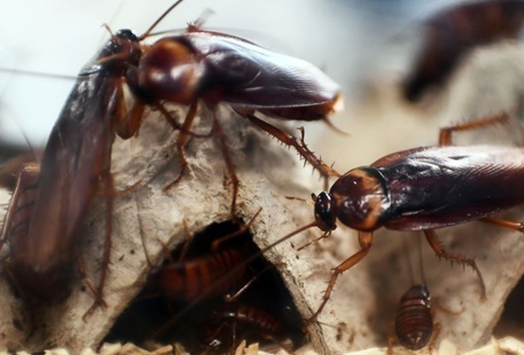 Cucaracha roja Zaragoza