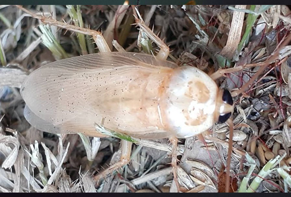 Cucaracha blanca Zaragoza