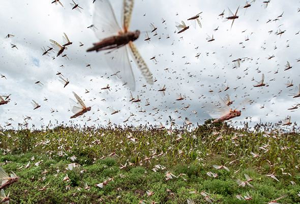 control de plaga de insectos voladores