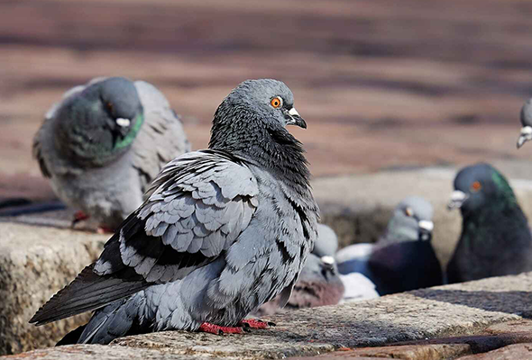 Palomas zaragoza