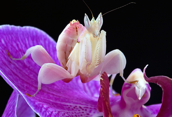 Mantis orquídea