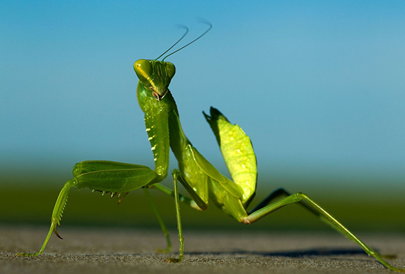 Mantis religiosa Zaragoza