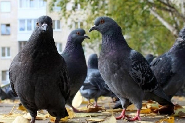 Control de Aves en zaragoza